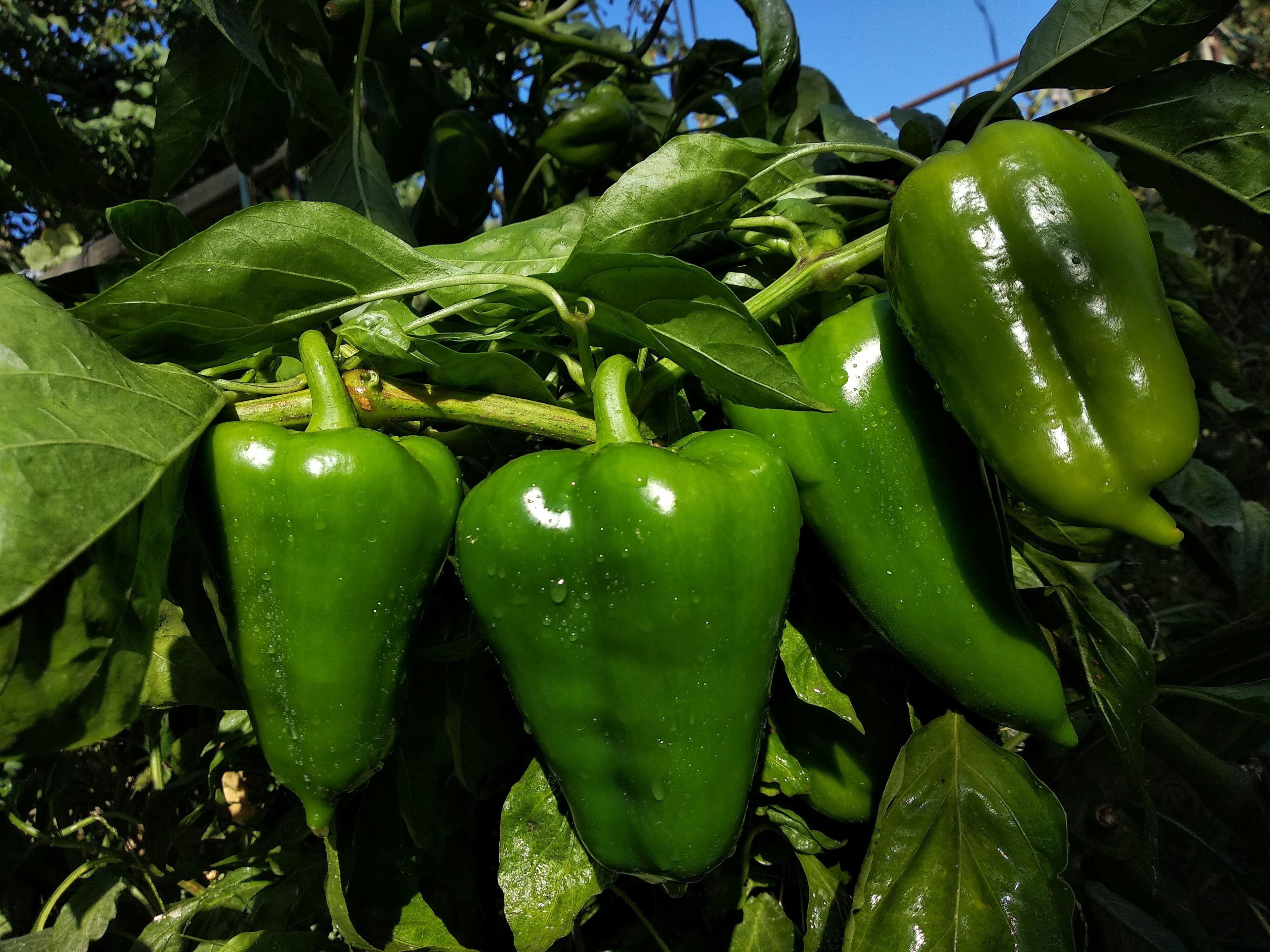Capsicum