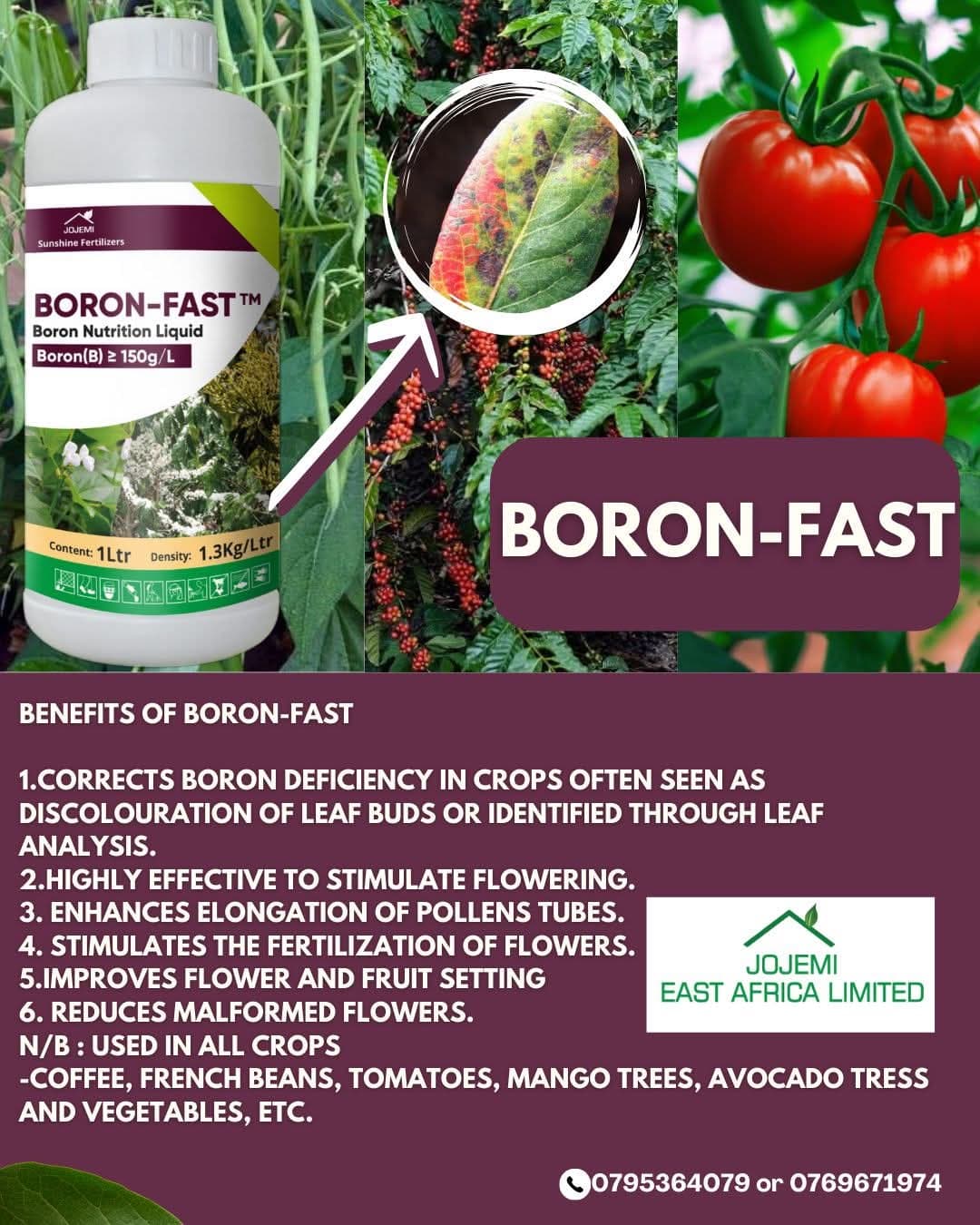 BORON-FAST view 1