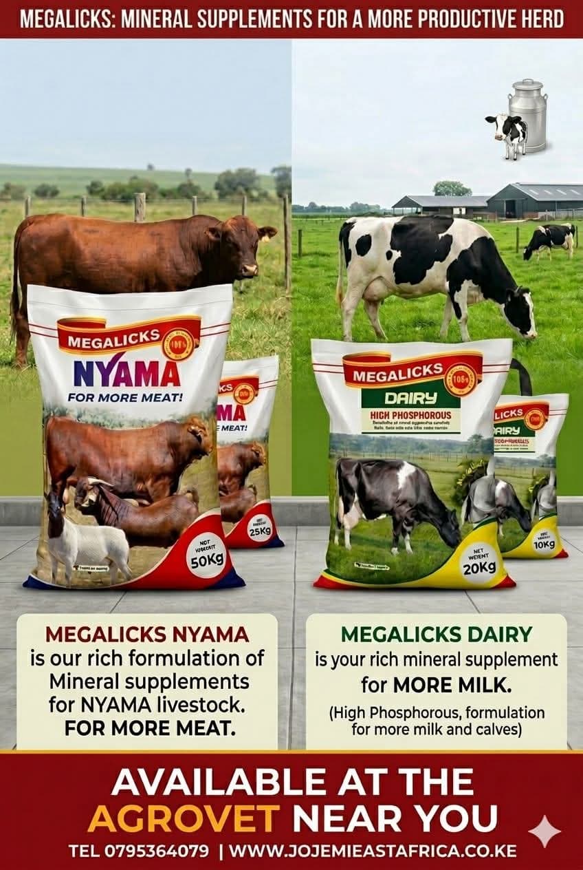 MEGALICKS NYAMA view 1